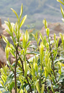 新錦安公司秉承“踏實做人，誠實做事”，“以質取勝，合作共贏”的發展理念，“細節決定品質”的質量標準以及“沒有很好，只有更好”的服務理念